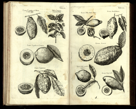 Zdjęcie wnętrza książki. Na kartkach ilustracje owoców limonki, kwiatów limonki i wnętrza owocu.